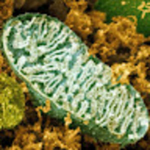 Meet your Posher, Jg